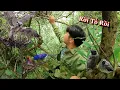Download Lagu Tìm Tổ Chim Săn Phát Hiện Rất Nhiều Tổ Chim Quý | Dân Tộc Tây Bắc Tv