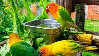 Colorful Lovebirds World 🥰💚#aviarylife#lovebirds#nature #birds