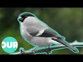 Inside The Lives Of The 10 Types Of Finch Our World