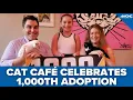 Charlotte cat cafe reaches 1 000 adoptions