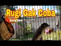 Download Lagu Pancingan Suara Burung Prenjak Daun NTB Sukses Bikin Burung Lain Ikut Bunyi _ Burung Gacor