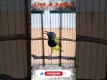 Download Lagu Sogok Ontong Great Fighting Little Bird For Chirping Mania