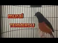 Suara burung murai termerdu