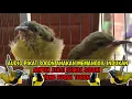 Download Lagu SUARA PIKAT SOGON ANAKAN MEMANGGIL INDUKAN JAMIN AMPUH ATASI SOGON SUSAH TURUN !!!