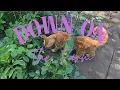Download Lagu Down on the Farm