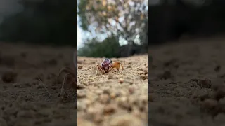 This little funny dude can walk it like he talks it.￼#funny #trending #trend #lol