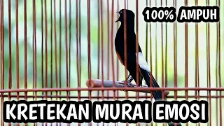 Download Kretekan Murai Batu Memancing Emosi Lawan, 100% Ampuh Langsung Gacor MP3