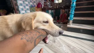 সিলফি কামড়াচ্ছে কেনো ?