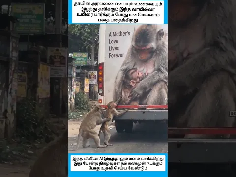 தாயிழந்த குட்டி பசியின் கொடுமையில் பரிதவிக்கிறது அதை பார்க்கும் மனமெல்லாம் பதை பதைக்கிறது #shorts