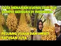 Lagu CARA MENANAM KURMA DARI BIJI SAMPAI BERBUAH DI INDONESIA || PELUANG USAHA DAN OMSET RATUSAN JUTA