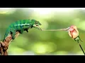Lizards really can fly - Real Flying Lizards
