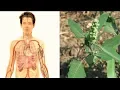 Health benefits of bathwa plants How to be healthy withbathwa plant