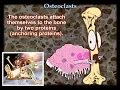 Osteoclasts - Everything You Need To Know