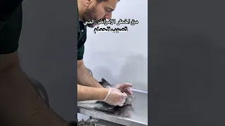 من اخطر الامراض التي تصيب الحمام سالمونيلا الطيور   اعراض   اسباب   طرق العلاج   وقاية  الدواجن دندنها