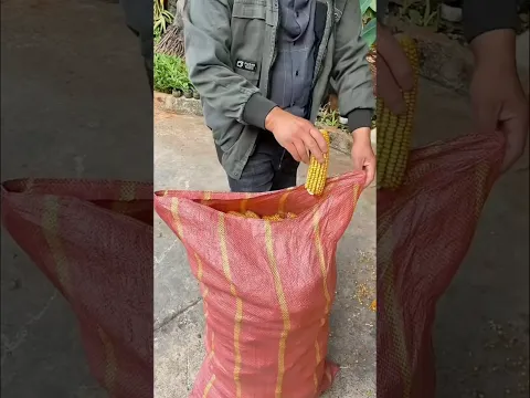 Jimmy shows us his hack to close corn bags without a rope! 🌽🤔