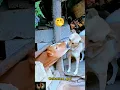 Download Lagu Cow And Dog Kissing | #shortsviral