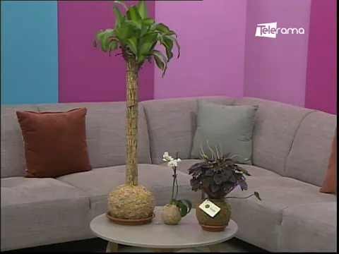 Decoración con plantas para interiores con la técnica kokedama