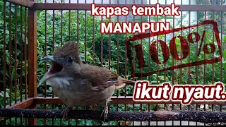 Download Burung Kapas tembak gacor MP3