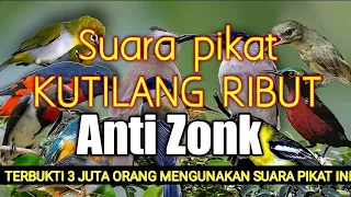 mp3 suara pikat burung kecil ampuh kombinasi kutilang ribut bird trap sound