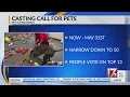 Pet Supermarket wants to put your pet in an ad