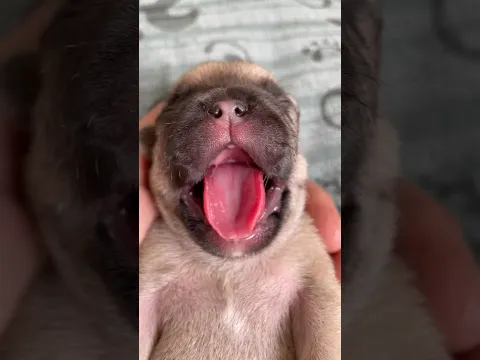 Puppy Breath = Precious Memories ❤️