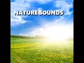 Outside Nature Recording