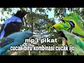 Download Lagu Suara pikat burung cucak biru kombinasi burung cucak ijo ribut