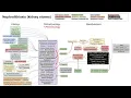 Kidney stones nephrolithiasis mechanism of disease