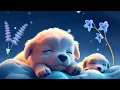 Download Lagu Sleep Instantly Within 3 Minutes - Insomnia Healing, Stress Relief, Anxiety and Depressive States
