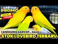 Download Lagu STOK LOVEBIRD WARNA CANTIK READY MELIMPAH BOSKUH