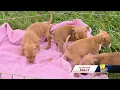 Humane Society of Carroll County seeks donations for animals rescued from Hurricane Sally