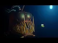 Finding Nemo 2003 - Post Credit Scene 2