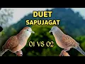 Download Lagu Perkutut Lokal Gacor Suara Besar Pancingan Sapujagat (99% AMPUH BANGET)