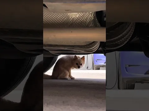 Please, check around your car before driving 🙏💞