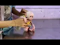 Baby Stumptail Monkey Goes to the Vet