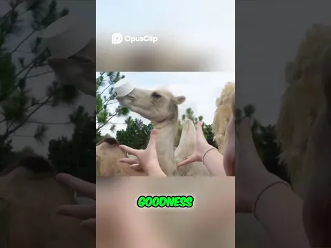 Cute Camel Steals a Food Bucket! #funnyanimals