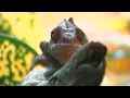 So Minnesota Twin Cities Reptiles has sold lizards and snakes for nearly a half of century
