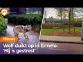 Lagu Wolf duikt op: 'Jij bent verdwaald, mattie'