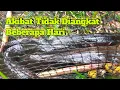 Download Lagu Tidak Selamanya Seperti ini Saat Ngangkat Pengilar 