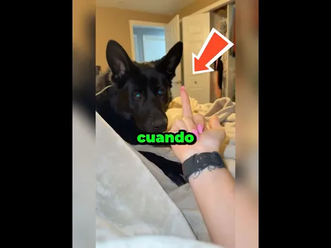 Cuando le haces el dedo medio a tu perro 😂🐶 #perros #shorts