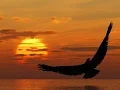 WIND BENEATH MY WINGS - Perry Como