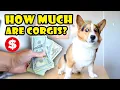 This is How Much a CORGI Costs Today Life After College Ep 684