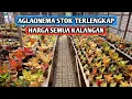 Download Lagu Aglaonema stok terlengkap, harga semua kalangan masuk