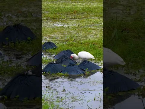 So Annoying! This Ibis Does Whatever It Wants 烦死了！为所欲为 不顾其它鸟反应的朱鹮 #animals 【跟着图尔去旅行】