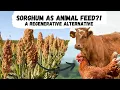 Sorghum An Alternative for Animal Feed in Regenerative Agriculture