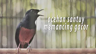 suara awalan dan ngeplong santai murai batu ini sukses memancing gacor murai malas bunyi