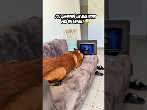 Seven Pat’Patrouille 😂😂 #chien #dog #malinois