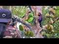 Download Lagu BERBURU TUPAI HITAM GANAS LOBANGNYA SEMUA BUAH DURIAN HAMA SANGAT MERESAH KAN SEKALI