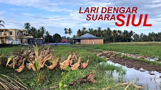 itik sawah patuh dengar suara siulan mulut