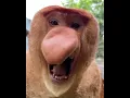 Download Lagu The sound of a proboscis monkey